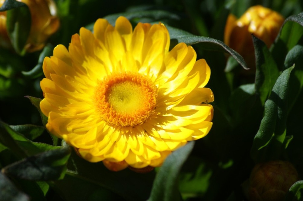 PRIMAVERA, TEMPS DE FLORS